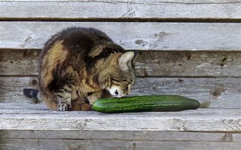 cucumber and cat videos|why do cats hate pickles.